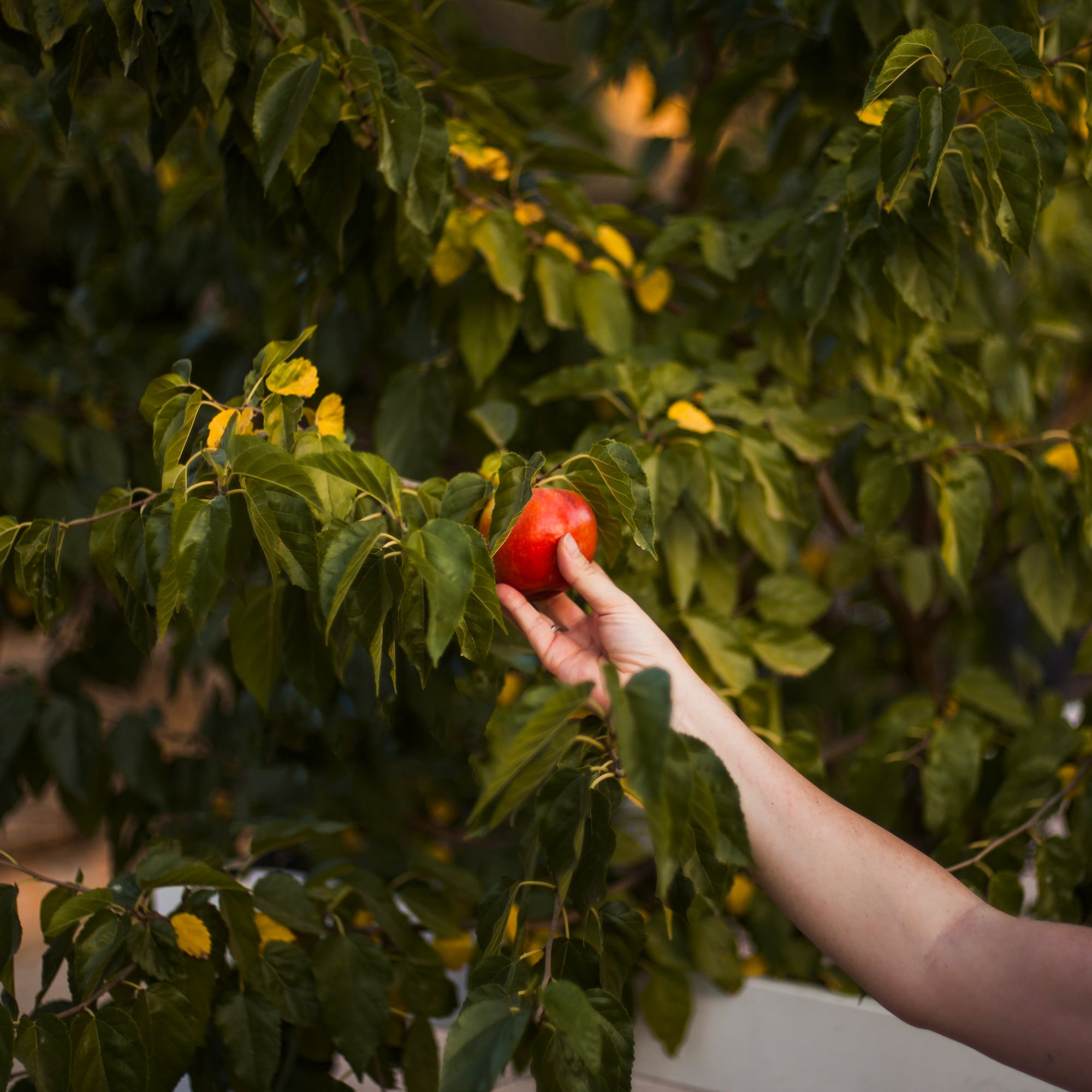 La potatura degli alberi da frutto per non commettere errori nei tagli