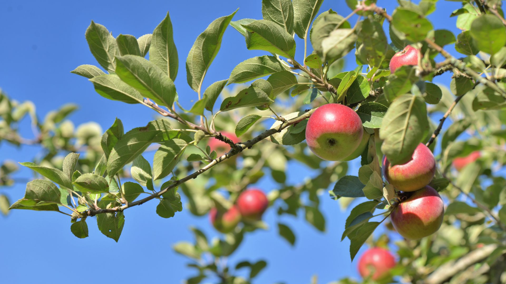 Gli alberi da frutto, quali sono e cosa sono